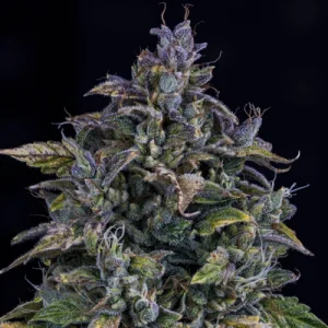 S.O.D.K Auto by Mephisto Genetics