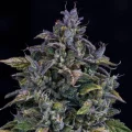 S.O.D.K Auto by Mephisto Genetics