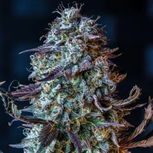 Mephistos Wedding Auto by Mephisto Genetics