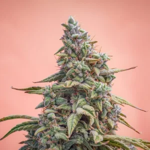 Canna-Cheese 1:1 Auto by Mephisto Genetics