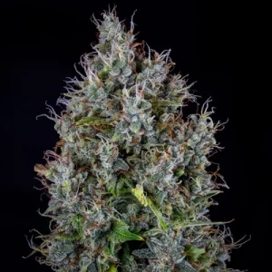 Pink Panama Auto - Mephisto Genetics