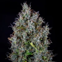 Pink Panama Auto - Mephisto Genetics