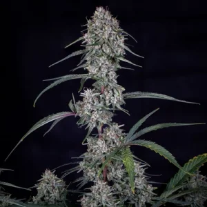 Skywalker Auto - Mephisto Genetics