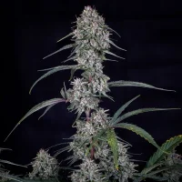Skywalker Auto - Mephisto Genetics