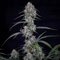 Skywalker Auto - Mephisto Genetics
