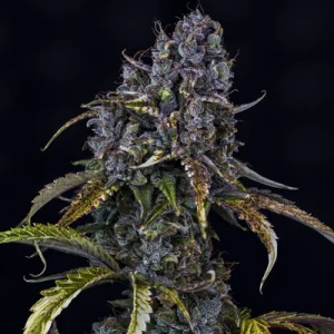 Toof Decay Auto - Mephisto Genetics