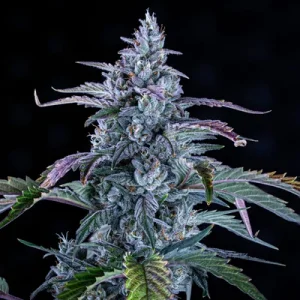 Fugue State Auto - Mephisto Genetics