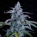 Fugue State Auto - Mephisto Genetics