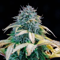 Samsquanch OG Auto by Mephisto Genetics