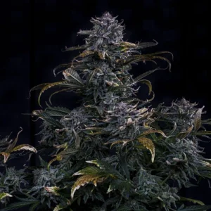 4 Assed Monkey Auto by Mephisto Genetics