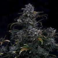 4 Assed Monkey Auto - Mephisto Genetics
