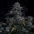 4 Assed Monkey Auto by Mephisto Genetics