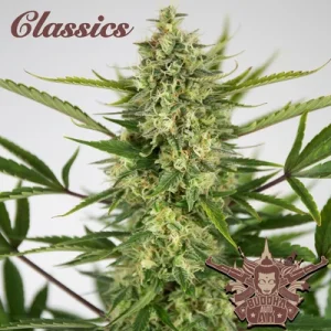 Buddha Auto AK - Buddha Seeds