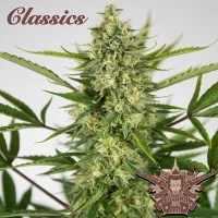 Buddha Auto AK - Buddha Seeds
