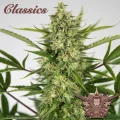Buddha Auto AK - Buddha Seeds