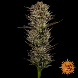 Thin Mint x Sour Pinot Auto by Barney´s Farm