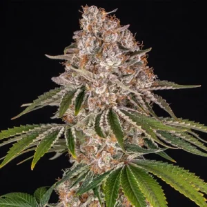 Cookie Casket - Barney´s Farm