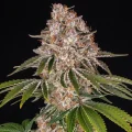 Cookie Casket - Barney´s Farm