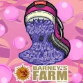Bubblegum Gelato - Barney´s Farm