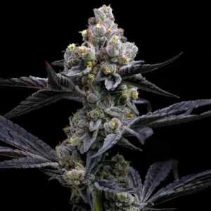Garlic Cookies - Barney´s Farm