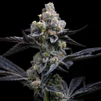 Garlic Cookies - Barney´s Farm