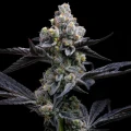 Garlic Cookies - Barney´s Farm