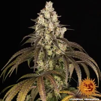 Trainwreck - Barney´s Farm