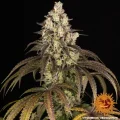 Trainwreck - Barney´s Farm