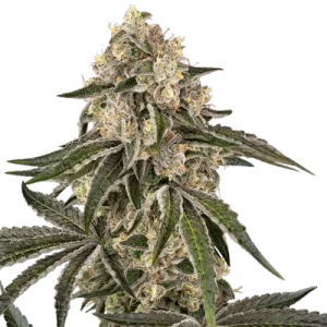 Sunset Peach - Sensi Seeds