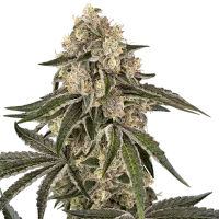 Sunset Peach - Sensi Seeds