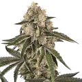 Sunset Peach - Sensi Seeds
