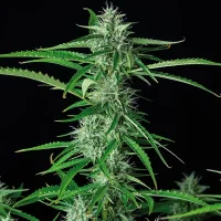 Buddha Syrup Auto - Buddha Seeds