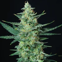 Buddha Vesta Auto - Buddha Seeds