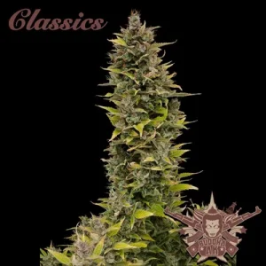Buddha AK - Buddha Seeds