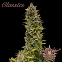 Buddha AK - Buddha Seeds