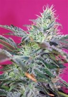 Sweet Cheese Auto by Sweet Seeds