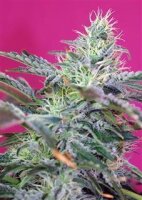 Sweet Cheese Auto Feminised Seeds