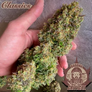 Buddha Critical - Buddha Seeds