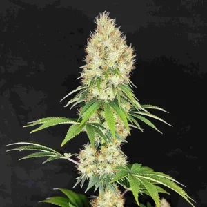 Buddha Diesel - Buddha Seeds