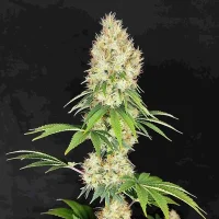 Buddha Diesel - Buddha Seeds