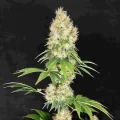 Buddha Diesel - Buddha Seeds