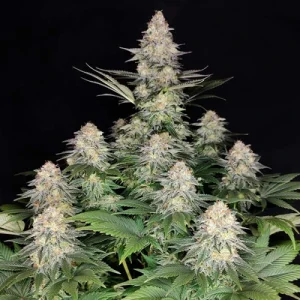 Buddha Kraken by Buddha Seeds