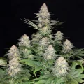 Buddha Kraken by Buddha Seeds