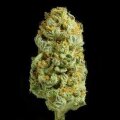Critical Cheese Feminised Seeds 3 Seeds