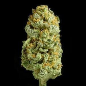 Critical Cheese Feminised Seeds 5 Seeds