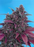 Dark Devil Auto Feminised Seeds