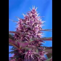 Red Poison Auto Feminised Seeds 3 Seeds