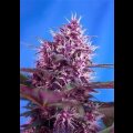 Red Poison Auto Feminised Seeds 3 Seeds