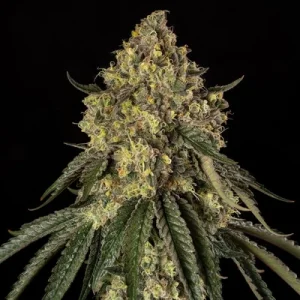 B-52 - Silent Seeds