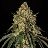 B-52 - Silent Seeds